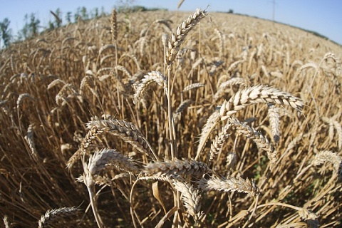 Экспортные цены на пшеницу не снижаются