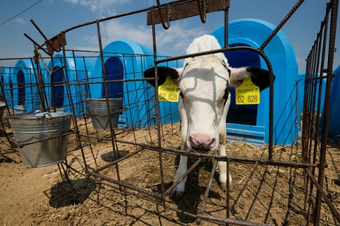 Минсельхоз может начать субсидировать откорм бычков молочных пород