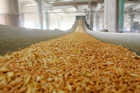 Минсельхоз готовит постановление об ограничении экспорта зерна
