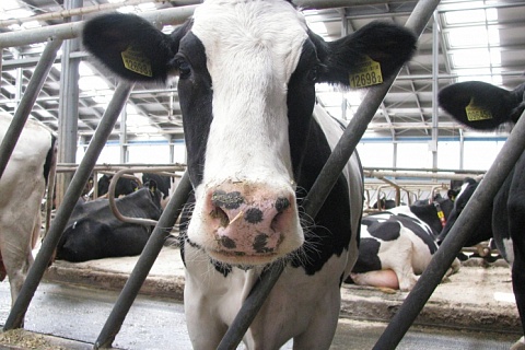 Россельхознадзор: АПК не полностью использует потенциал экспорта продукции животноводства