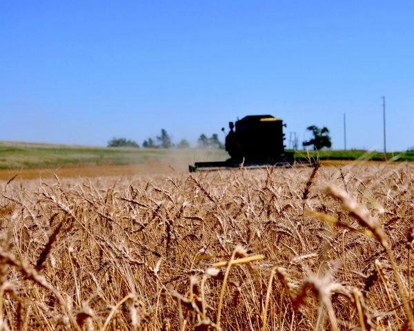 Украина рассчитывает собрать 63 млн тонн зерна