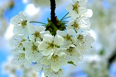 «Белый сад» инвестирует 2,5 млрд рублей в производство яблок