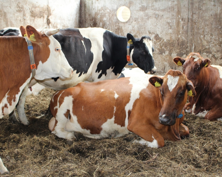 «МадьярАгро» планирует построить две животноводческие фермы