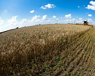 Сбор зерновых достиг 89,3 млн тонн