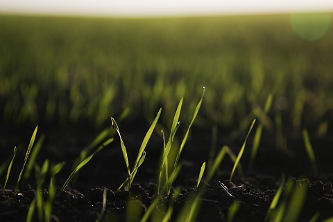 «СовЭкон» понизил прогноз урожая пшеницы