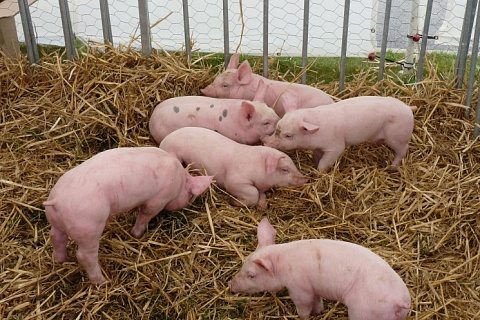 В 2020 году производство свинины прибавит еще до 270 тысяч тонн