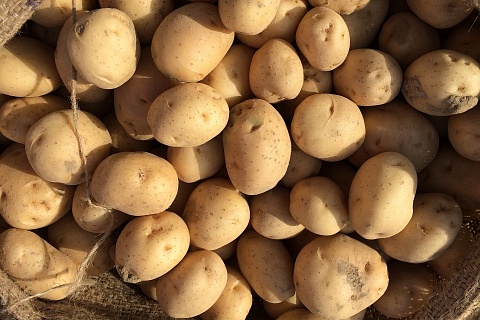 Картофельный союз снова предложил ритейлу продавать мелкий картофель