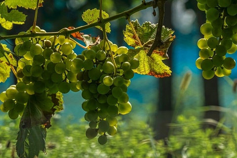 Площадь виноградников в 2020 году может вырасти на 7,5 тысяч гектаров