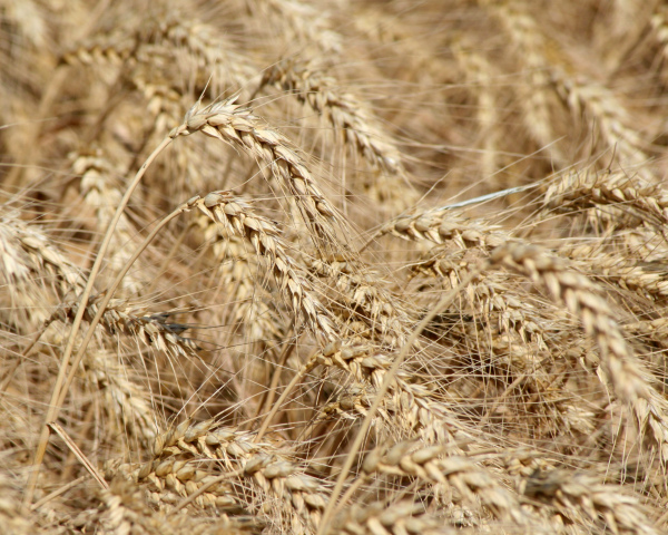 Цены на экспортную пшеницу выросли за неделю на $5