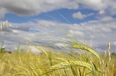 Минсельхоз США понизил прогноз урожая зерна в России