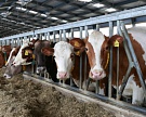 В Пермском крае запущена молочная ферма на 600 голов КРС