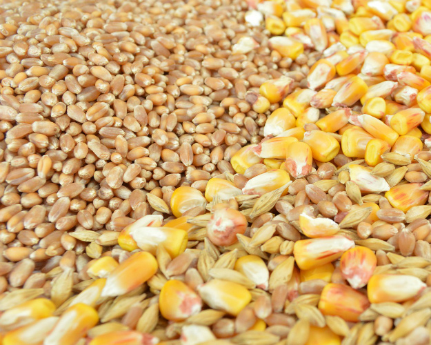 «Совэкон» понизил прогноз по экспорту зерновых