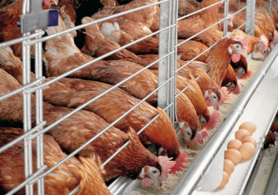 В Саратовской области построят комплекс по производству мяса птицы