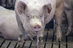 Чума свиней вновь обнаружена у «Русагро»