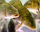 Утверждены правила определения водных участков для аквакультуры