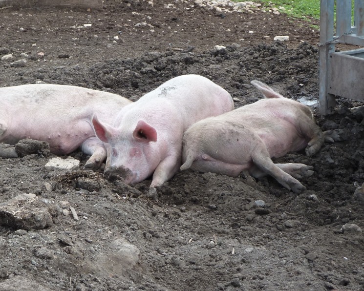 Russia Baltic Pork Invest уничтожило на своем комплексе «Правдинское свинопроизводство» более 111 тыс. свиней