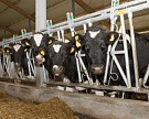 «Русмолко» увеличит молочное стадо на 3 тысячи голов