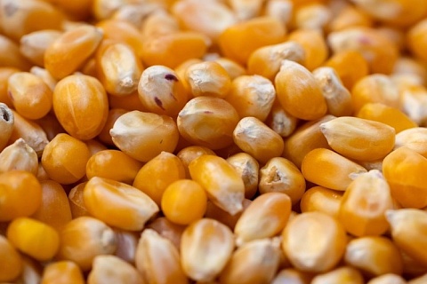 Квоты на импорт семян начнут действовать с 12 февраля