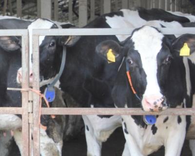 Импорт говядины из Румынии запрещён из-за коровьего бешенства