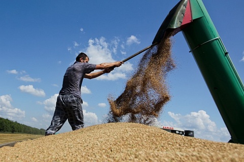 Кубань хочет пересмотреть планы экспорта зерна