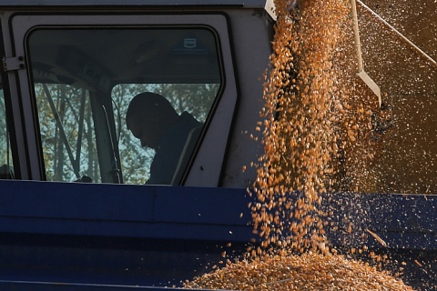РЗС: ограничение экспорта зерна ударит по аграриям