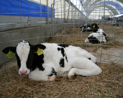 На Сахалине создадут центр репродукции молочного скота