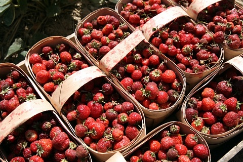 Клубничный сезон: регионы увеличивают производство ягоды