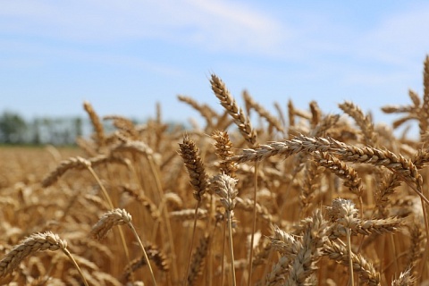 Пошлина на пшеницу повышена до $46,5