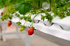 Производство ягод в закрытом грунте может вырасти в 3,5 раза