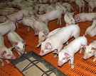 «Агро-Белогорье» вложит почти 10 млрд рублей в новые свинокомплексы