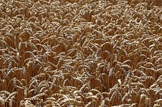 Минсельхоз озвучил прогноз урожая зерна в 2019 году