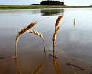 Плохой урожай пшеницы во Франции поддерживает цены