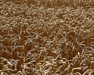 Минсельхоз признал рекордный урожай зерна