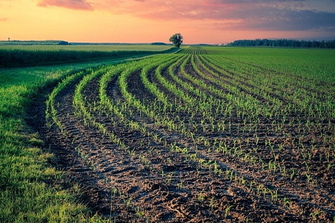 В России продолжается рост сельхозпроизводства