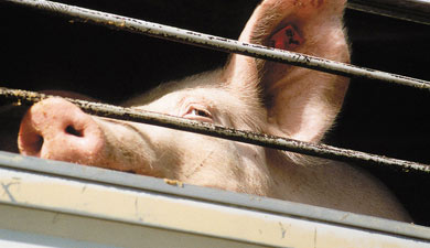Свиноводство «Агро-Белогорья» выросло на 10%
