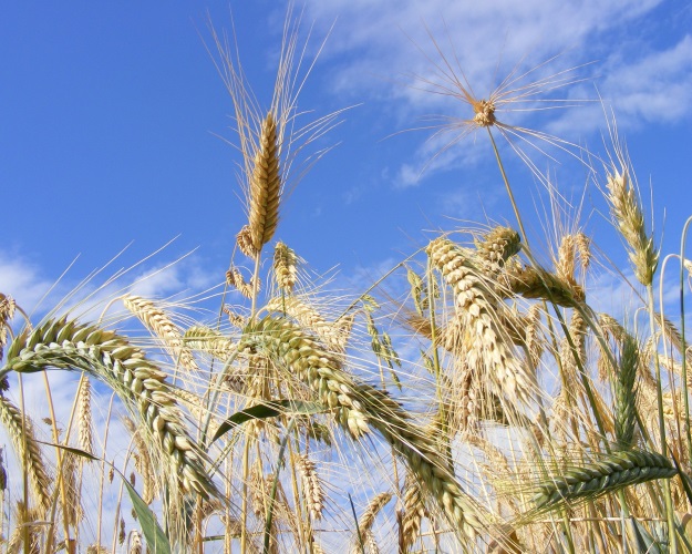 Российское агроведомство сохраняет свою оценку сбора зерна в пределах 105 млн тонн