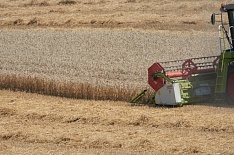 Минсельхоз повысил прогноз урожая зерна