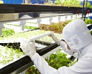 Toshiba разработала технологию выращивания салатов