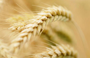 Зерновые интервенции начнутся 30 сентября