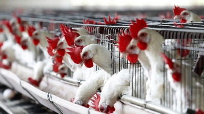 Импорт мяса птицы сократился на 100 тыс. тонн