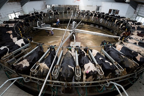 Производство товарного молока может вырасти на 3%