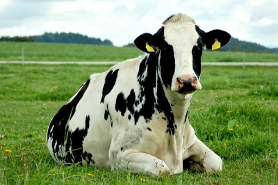 «ГринАгро» застраховал коров на 3,6 млн евро