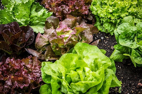 «Выборжец» утроит производство салатов за 8 млрд рублей