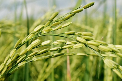 «АПК Ресурс» вложит 15 млрд рублей в рисовый проект в Астраханской области