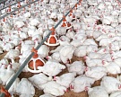 Холдинг «Русгрэйн» запускает новую птицефабрику мощностью 23 тысячи тонн мяса птицы