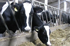 «Агрокомплекс» может создать молочный кластер за 45 млрд рублей