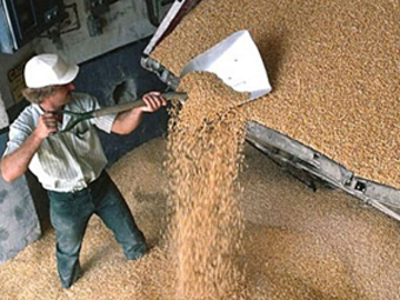 Экспортная пошлина на зерно будет несущественной