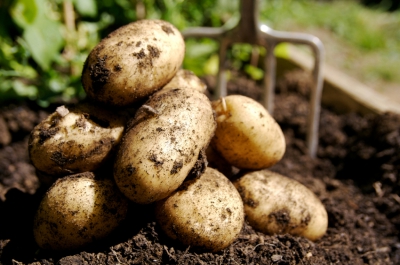 Финляндия хочет возобновить экспорт картофеля в Россию