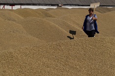 Доля продовольственного зерна снижается