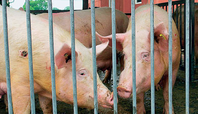 Ввоз живых свиней вырос в 7 раз